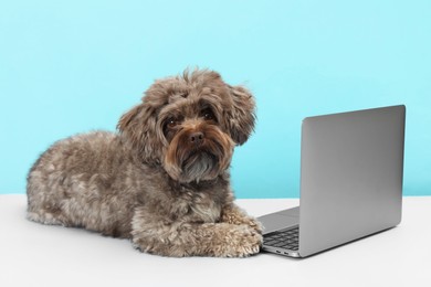 Photo of Cute Maltipoo dog with laptop on light blue background. Lovely pet