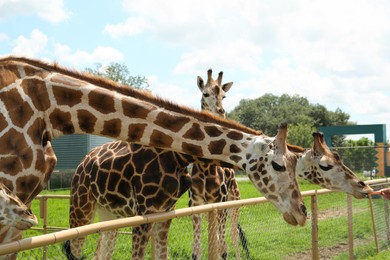 Photo of Beautiful spotted African giraffes in safari park