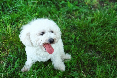 Photo of Cute fluffy Bichon Frise dog on green grass in park. Space for text