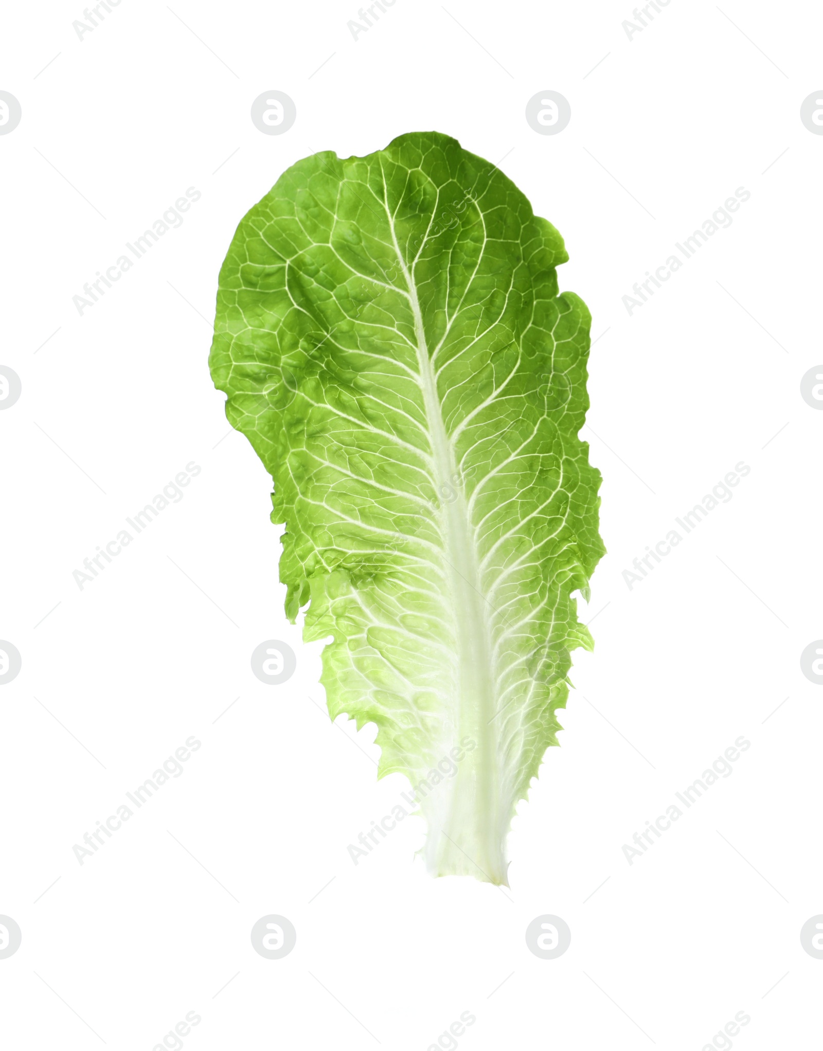 Photo of Fresh leaf of green romaine lettuce isolated on white