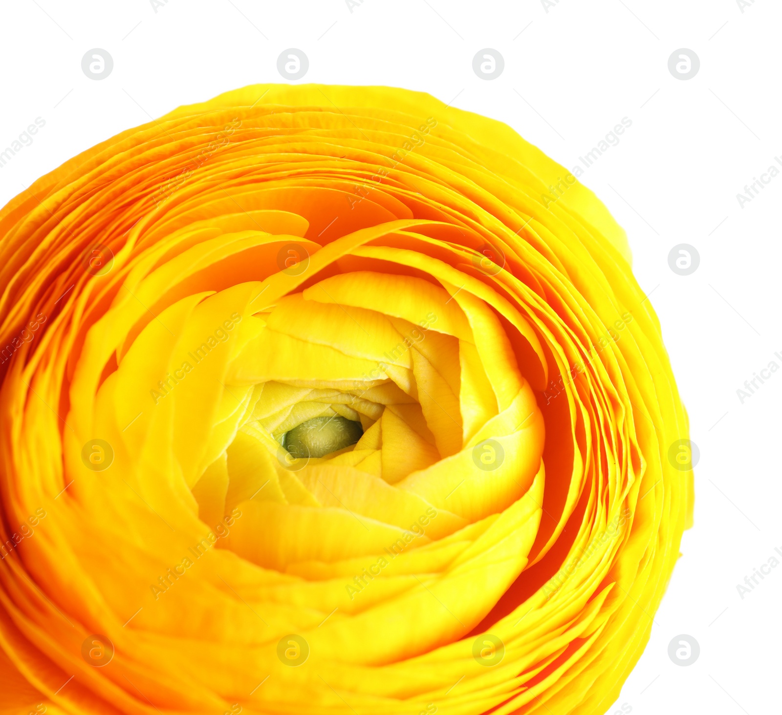 Photo of Beautiful fresh ranunculus flower on white background, closeup