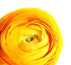 Beautiful fresh ranunculus flower on white background, closeup