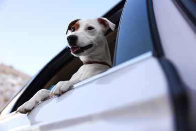 Photo of Cute Jack Russel Terrier peeking out car window