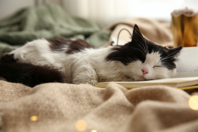 Photo of Adorable cat lying on blanket with open book