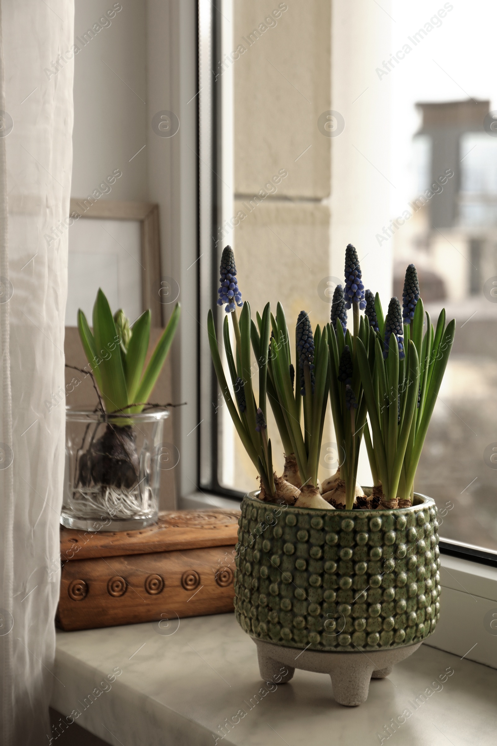 Photo of Beautiful bulbous plants on windowsill indoors. Spring time