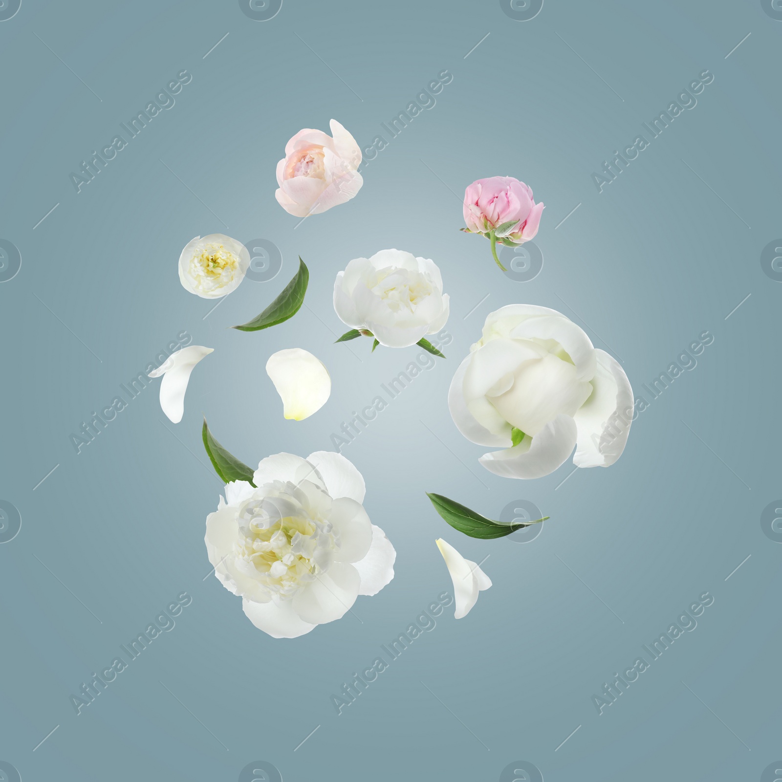 Image of Beautiful peony flowers flying on light background