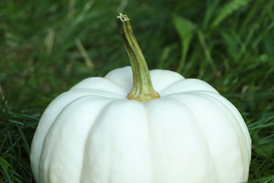 Whole white pumpkin among green grass outdoors, closeup