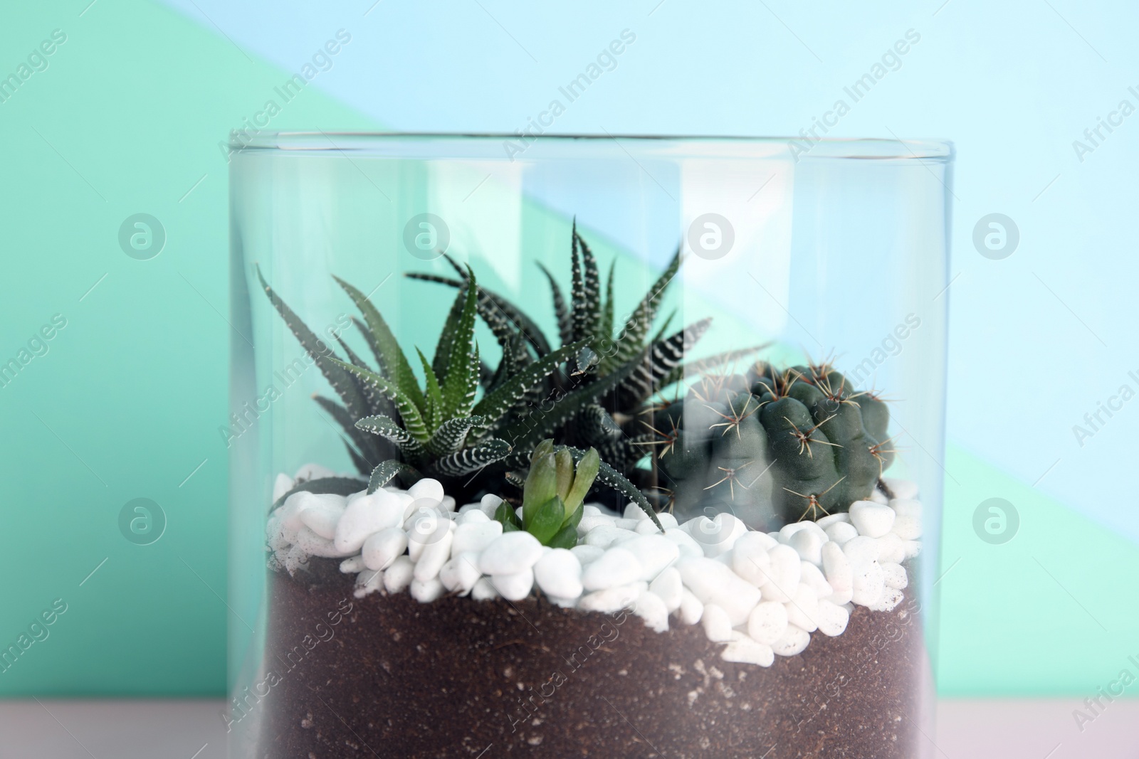 Photo of Glass florarium with different succulents on color background, closeup