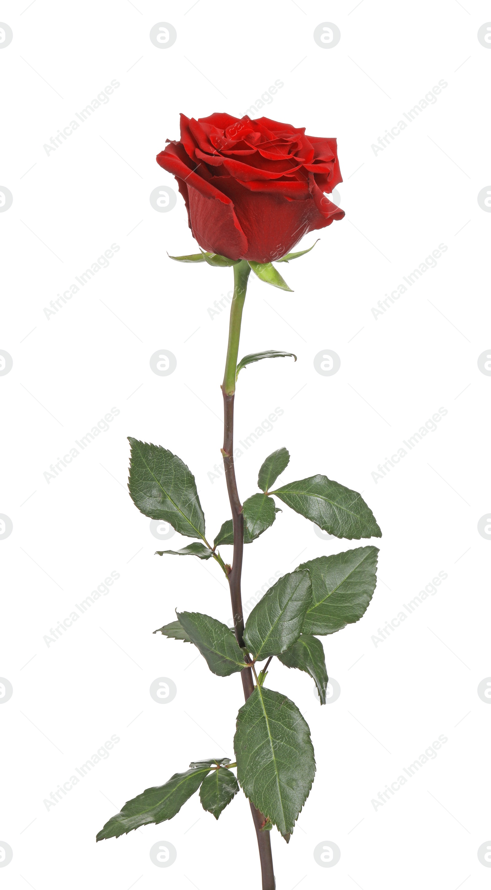 Photo of Beautiful fresh red rose isolated on white