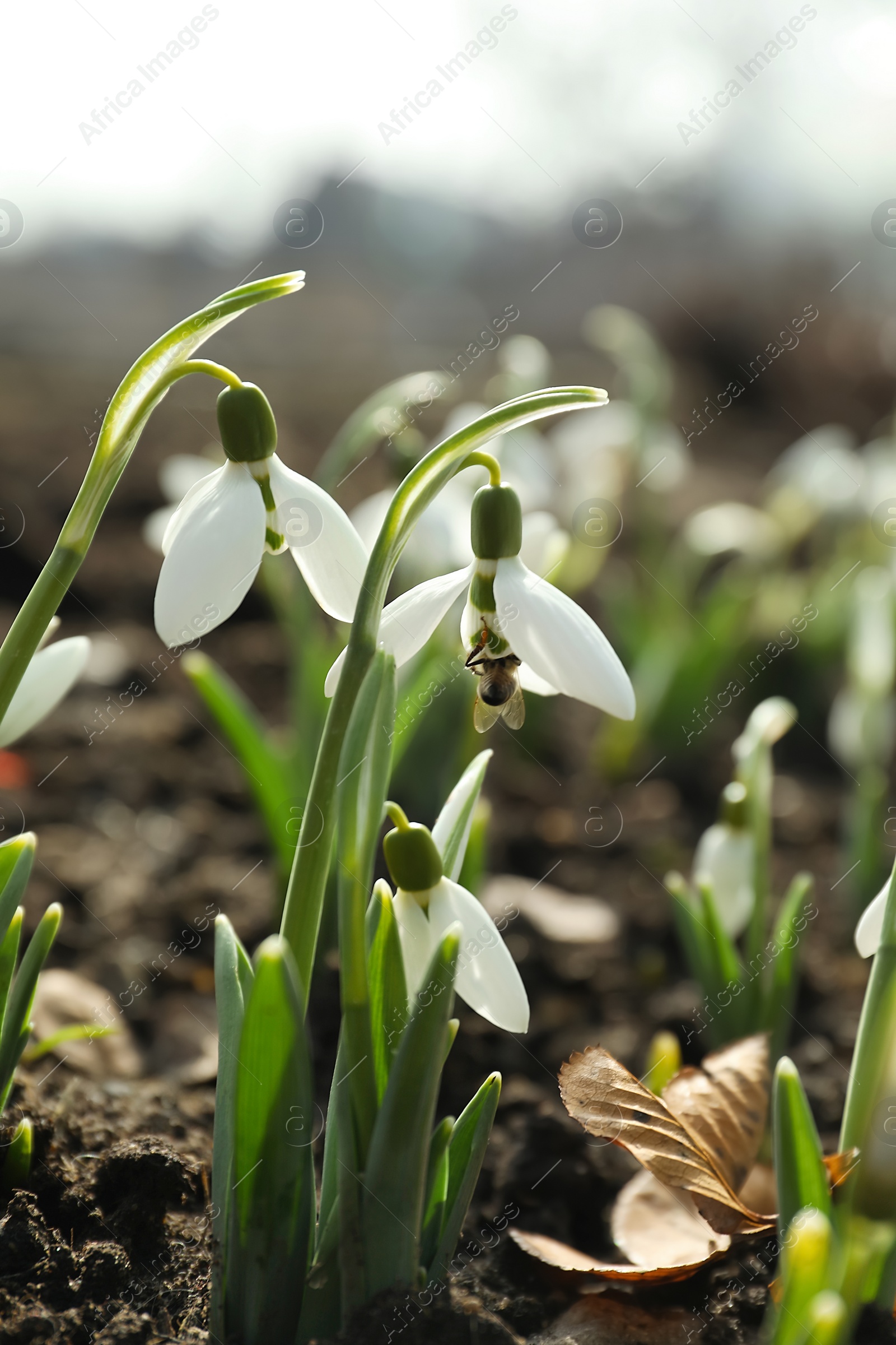 Photo of Beautiful snowdrops growing outdoors. Early spring flowers