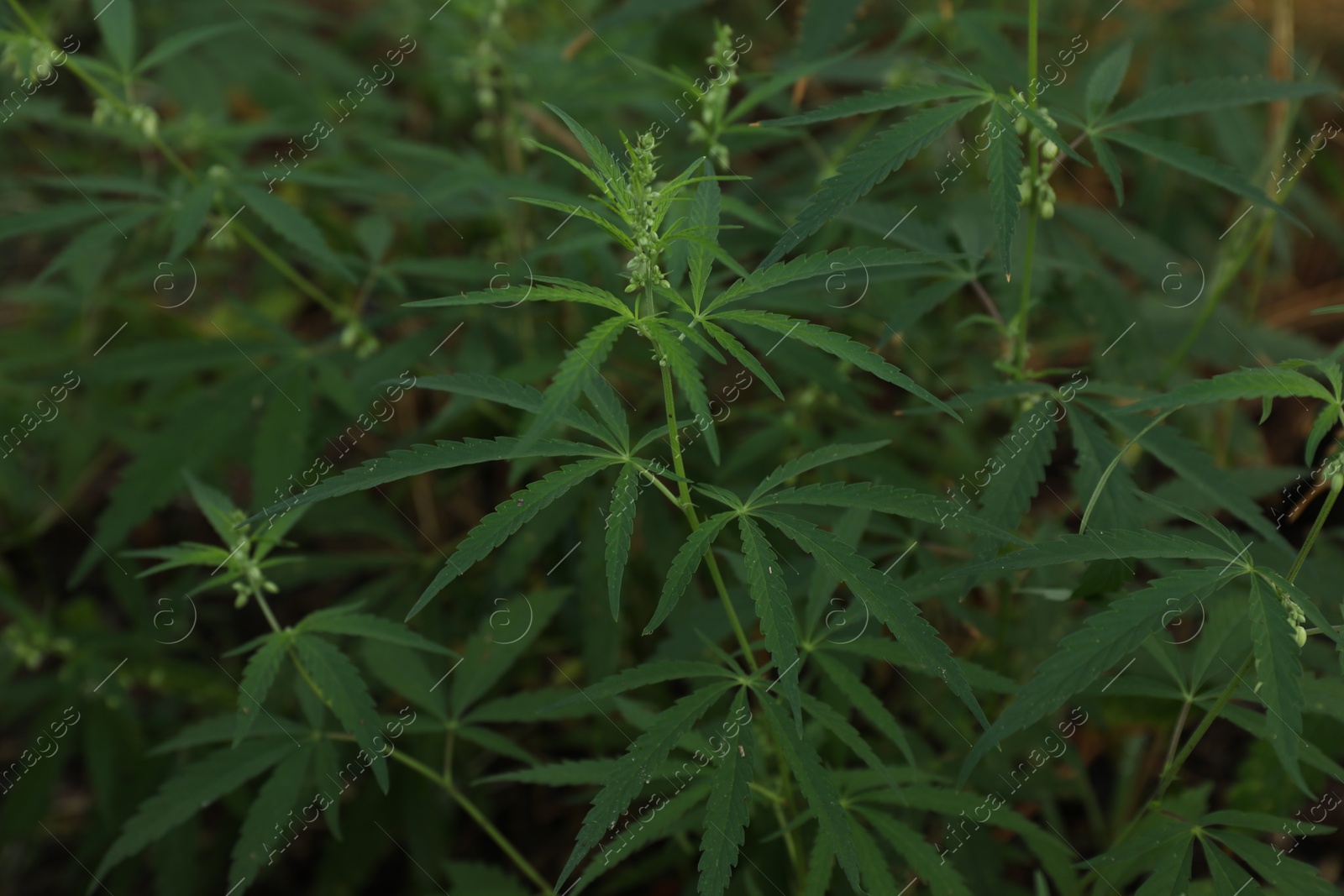 Photo of Green organic hemp growing outdoors, closeup view