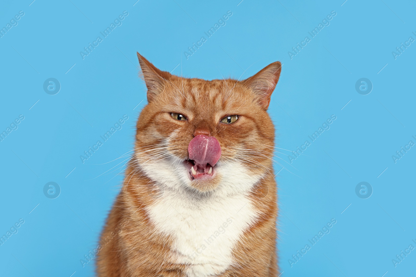 Photo of Cute cat licking itself on light blue background