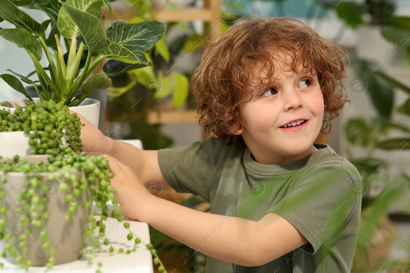 Photo of Cute little boy taking care of beautiful green plant at home. House decor