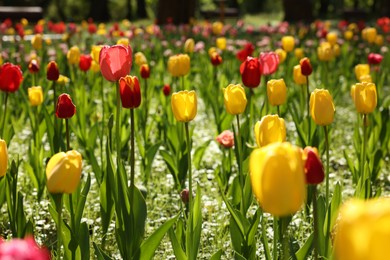 Photo of Beautiful bright tulips growing outdoors on sunny day