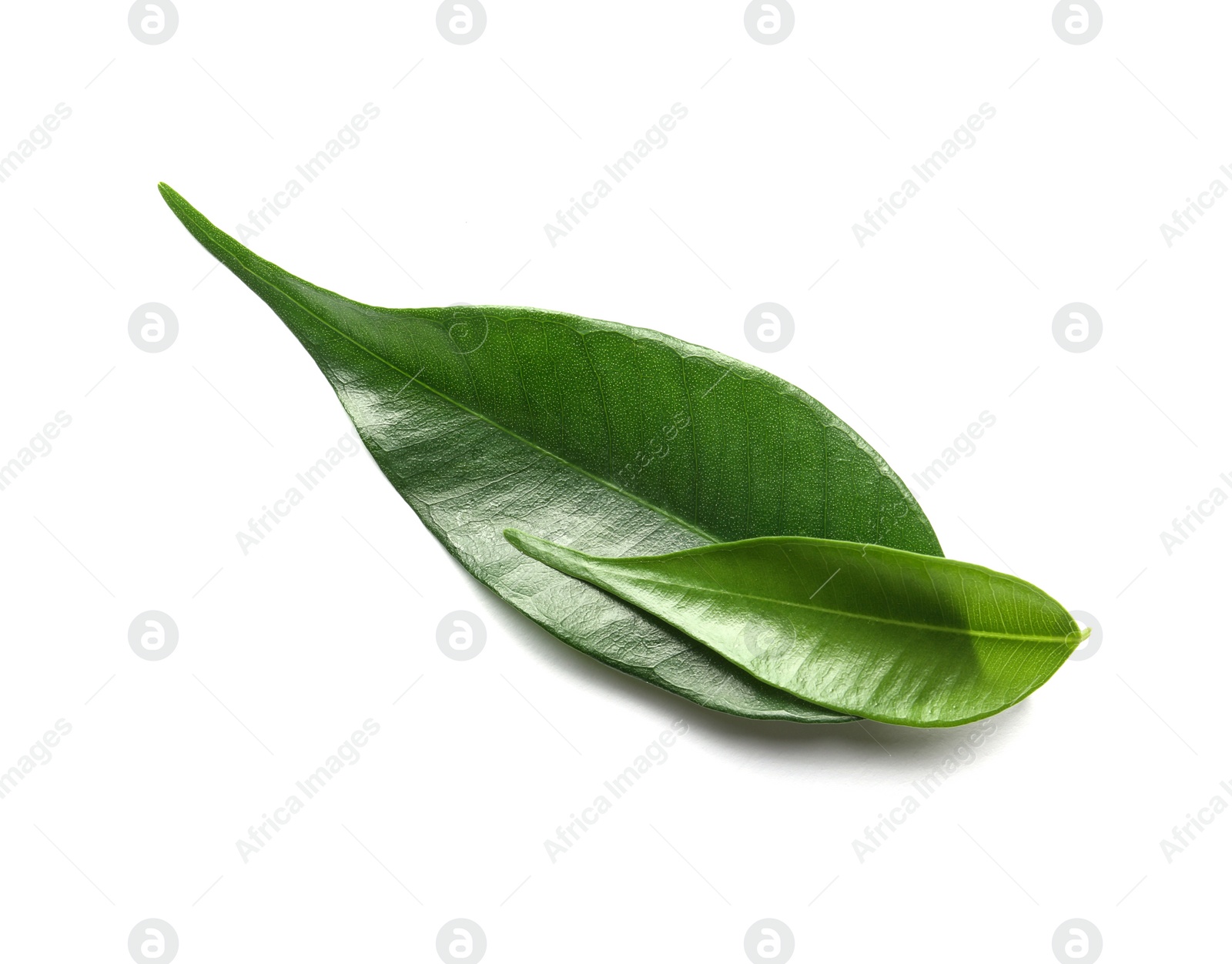 Photo of Green lemon leaves on white background, top view