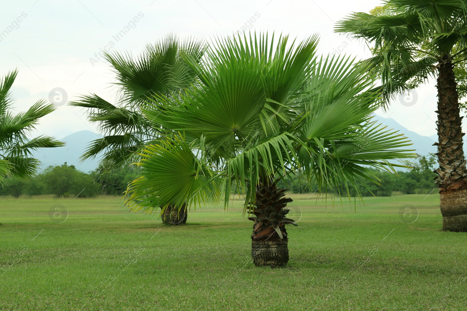 Photo of Tropical palm trees with beautiful green leaves outdoors