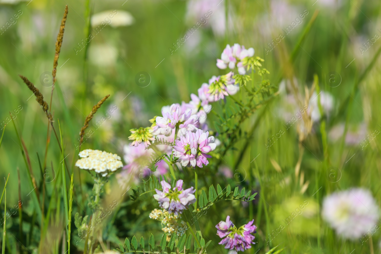 Photo of Beautiful wild flowers outdoors on sunny day. Amazing nature in summer