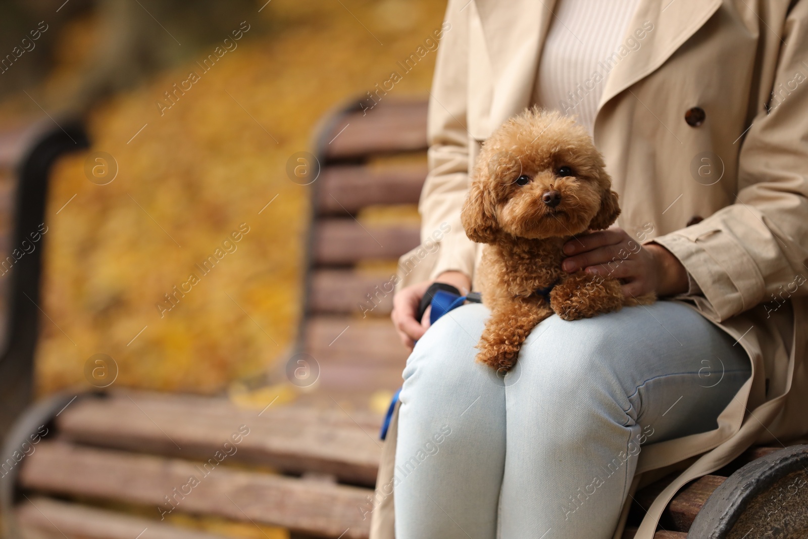 Photo of Woman with cute Maltipoo dog on wooden bench in autumn park, closeup. Space for text