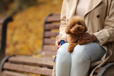 Woman with cute Maltipoo dog on wooden bench in autumn park, closeup. Space for text