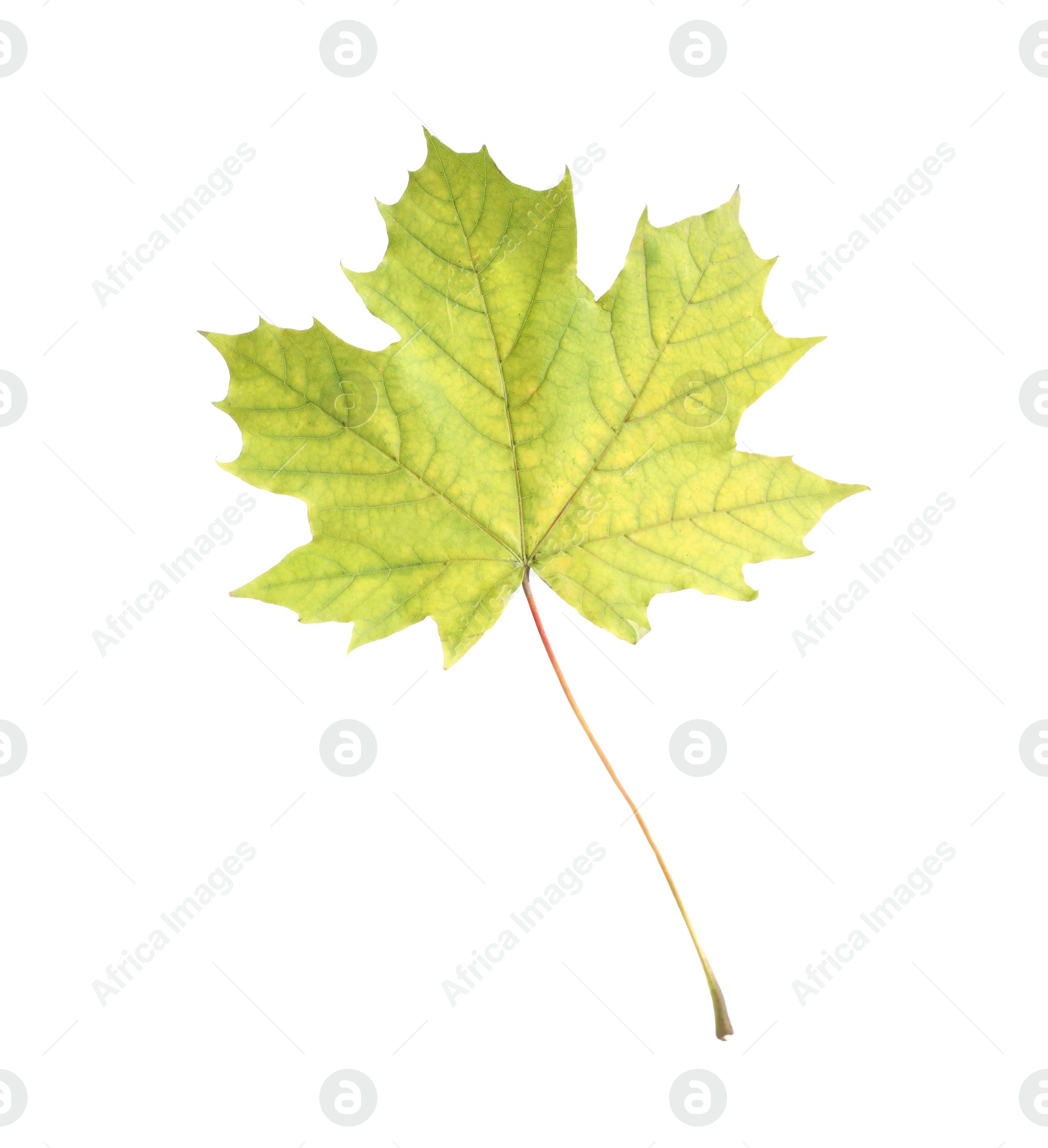 Photo of One maple leaf isolated on white. Autumn season