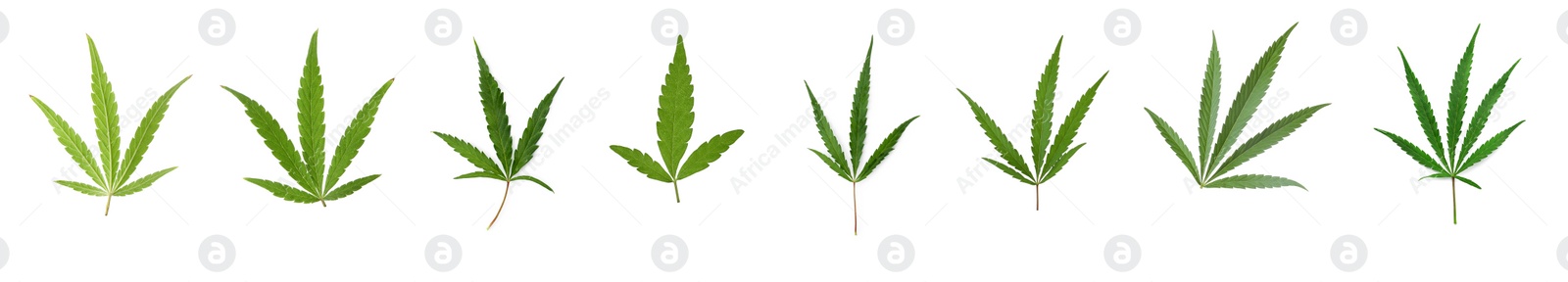 Image of Set of green hemp leaves on white background, banner design