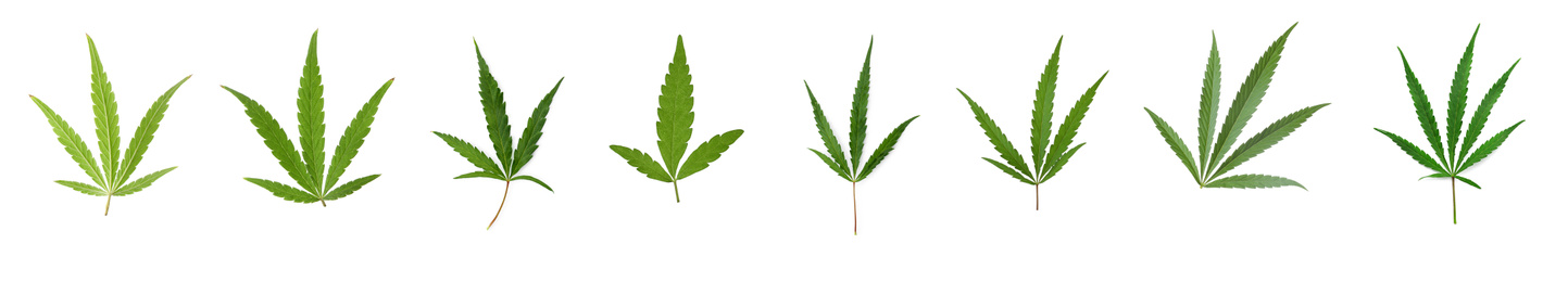 Set of green hemp leaves on white background, banner design