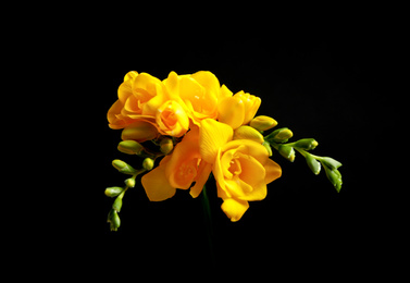 Photo of Beautiful yellow freesia flowers on black background