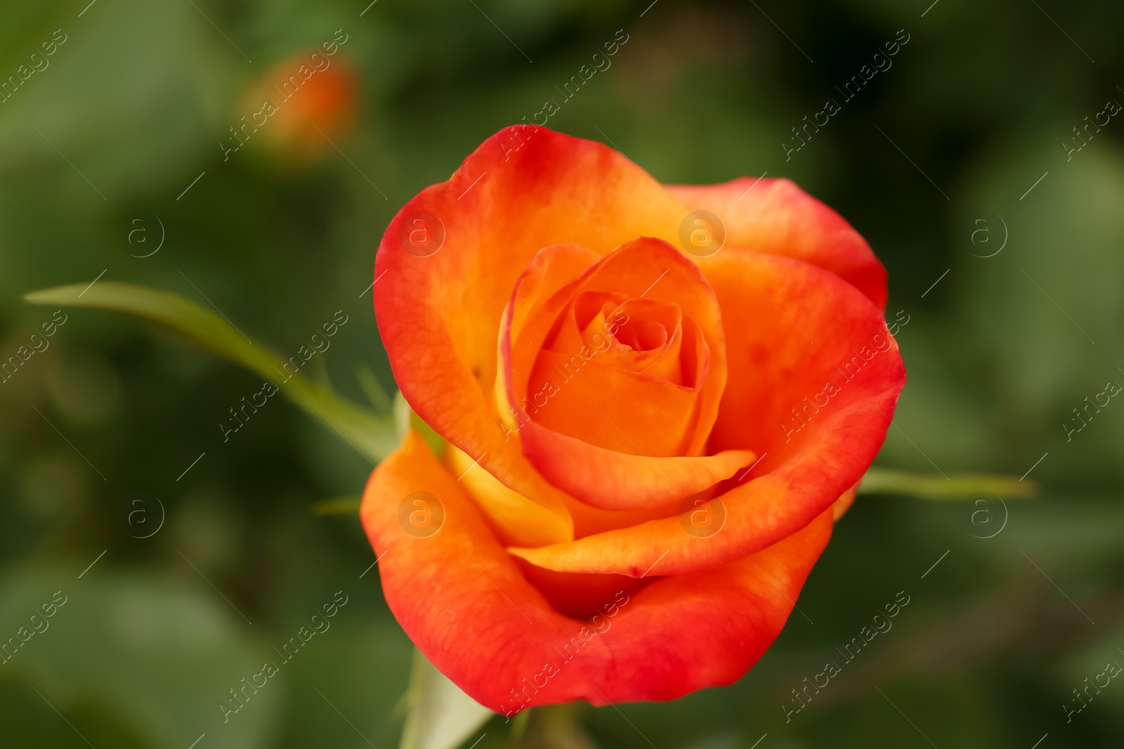 Photo of Beautiful orange rose growing in garden, closeup