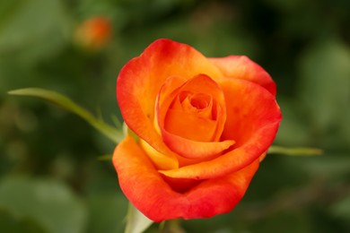 Photo of Beautiful orange rose growing in garden, closeup