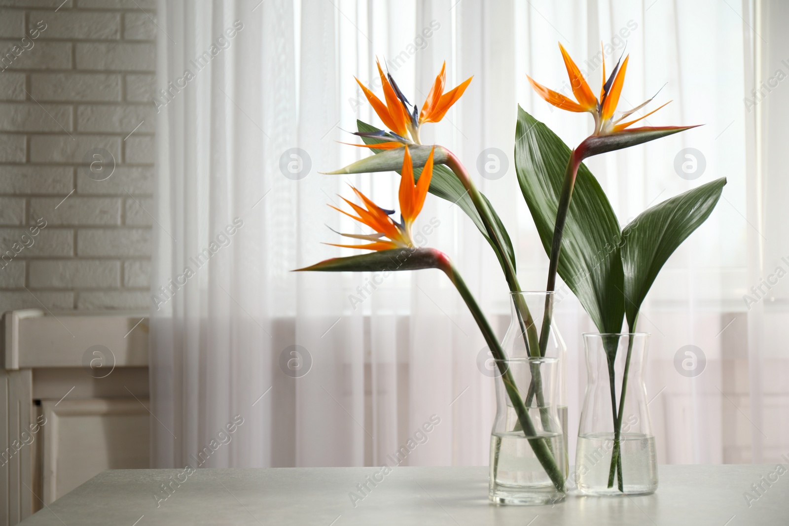 Photo of Bird of Paradise tropical flowers on white table, space for text