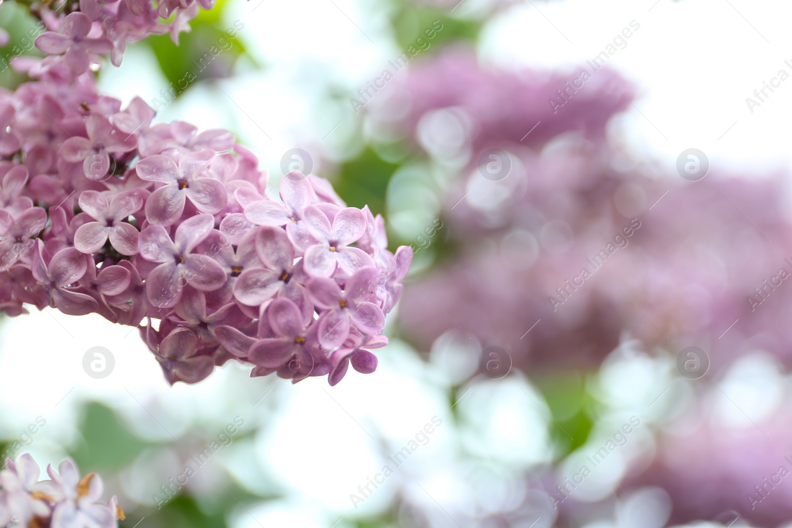 Photo of Closeup view of beautiful blossoming lilac bush outdoors