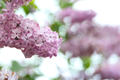 Photo of Closeup view of beautiful blossoming lilac bush outdoors