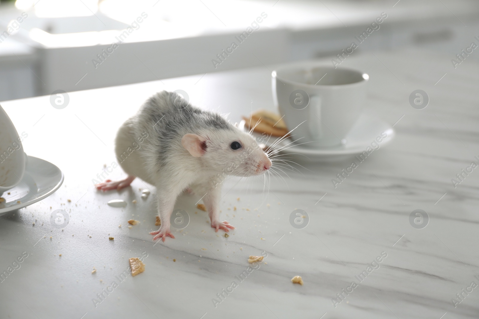 Photo of Rat near dirty dishes on table indoors. Pest control