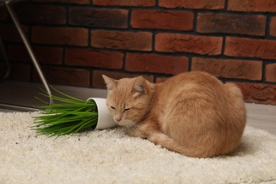 Photo of Cute ginger cat near overturned houseplant on carpet at home