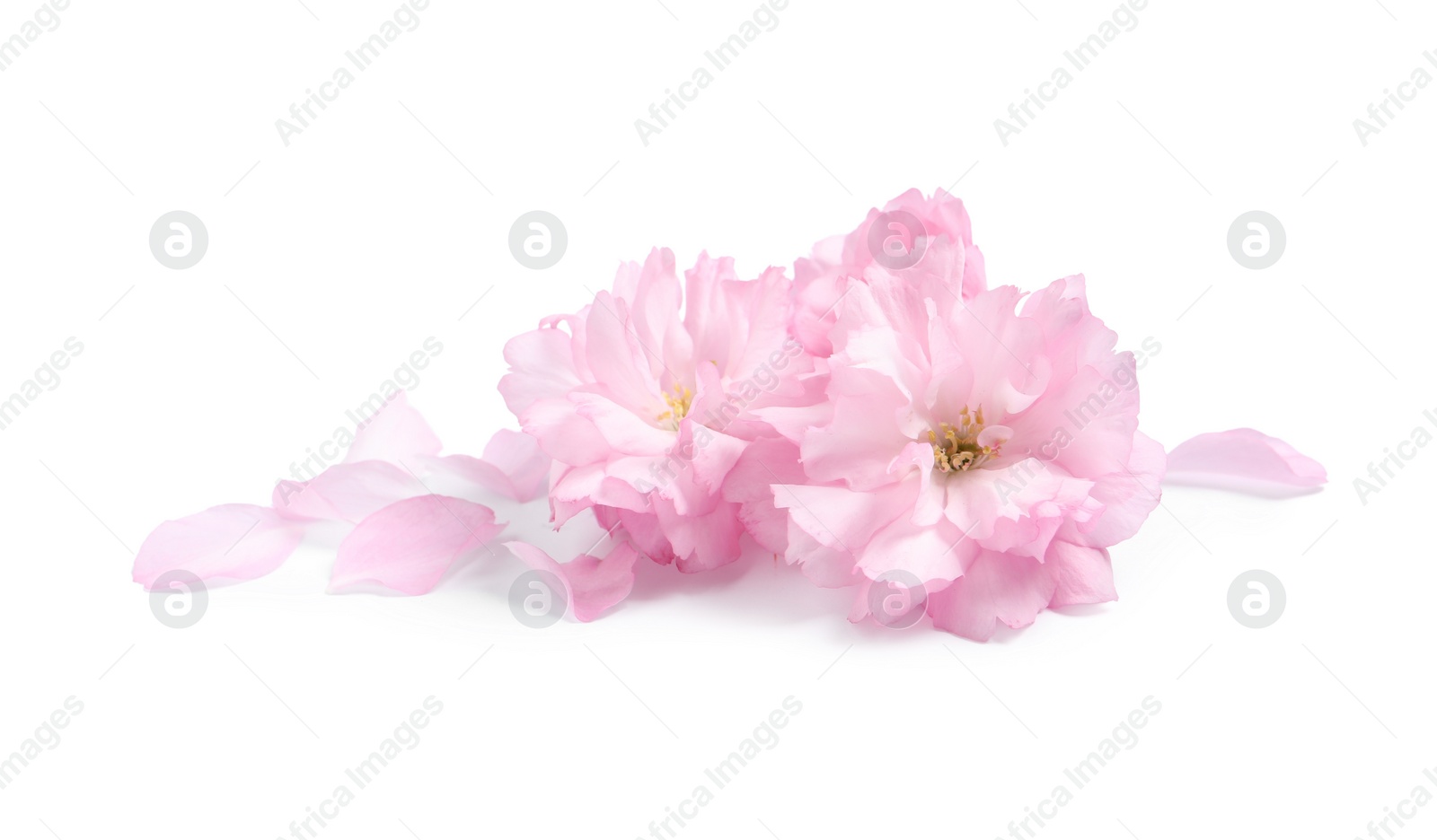 Photo of Beautiful pink sakura blossoms and petals isolated on white