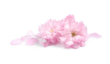 Beautiful pink sakura blossoms and petals isolated on white