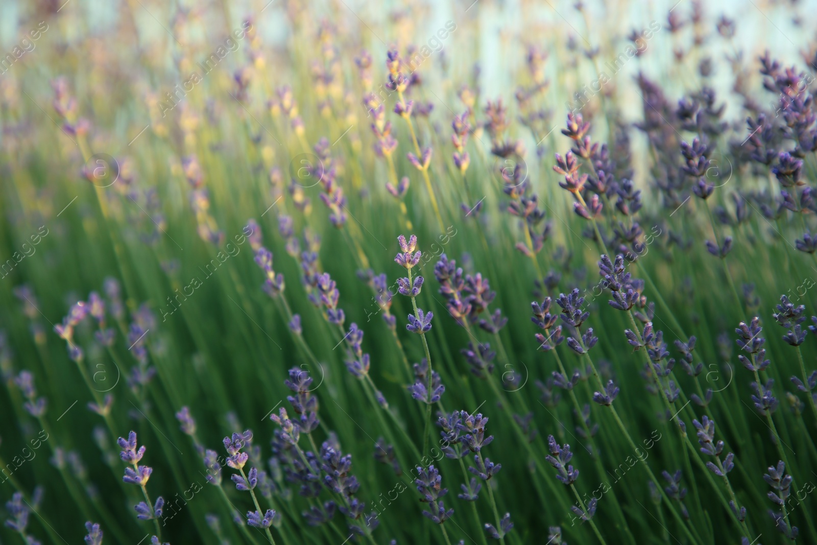 Photo of Beautiful blooming lavender growing in field, closeup