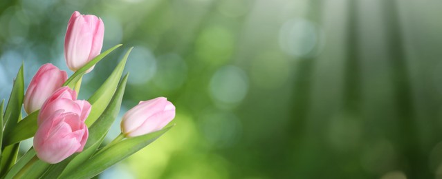 Beautiful bouquet of tulips outdoors on sunny day, space for text. Banner design