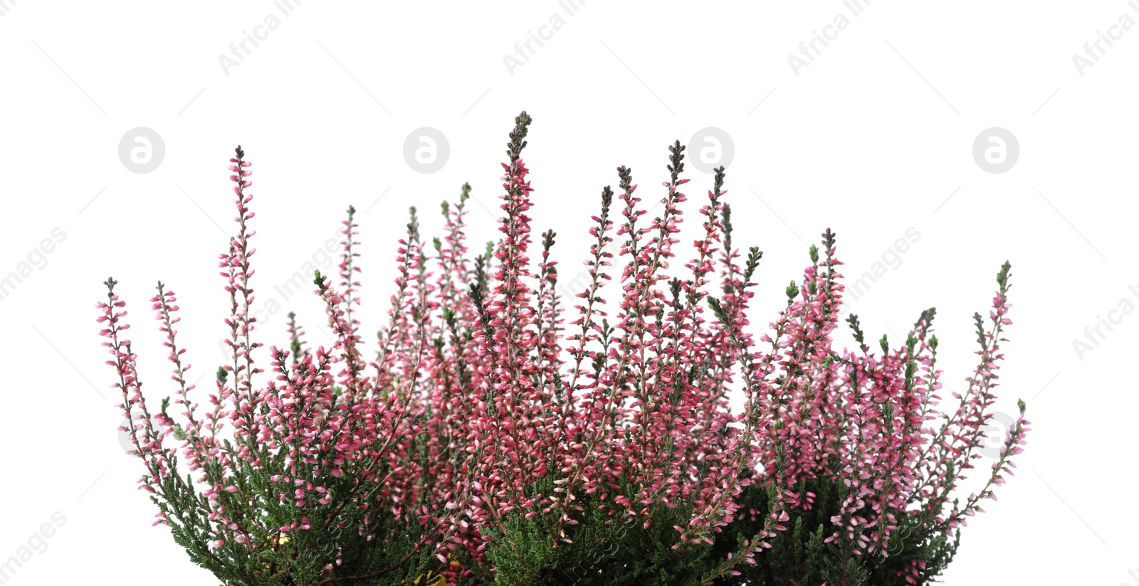 Photo of Heather with beautiful flowers on white background