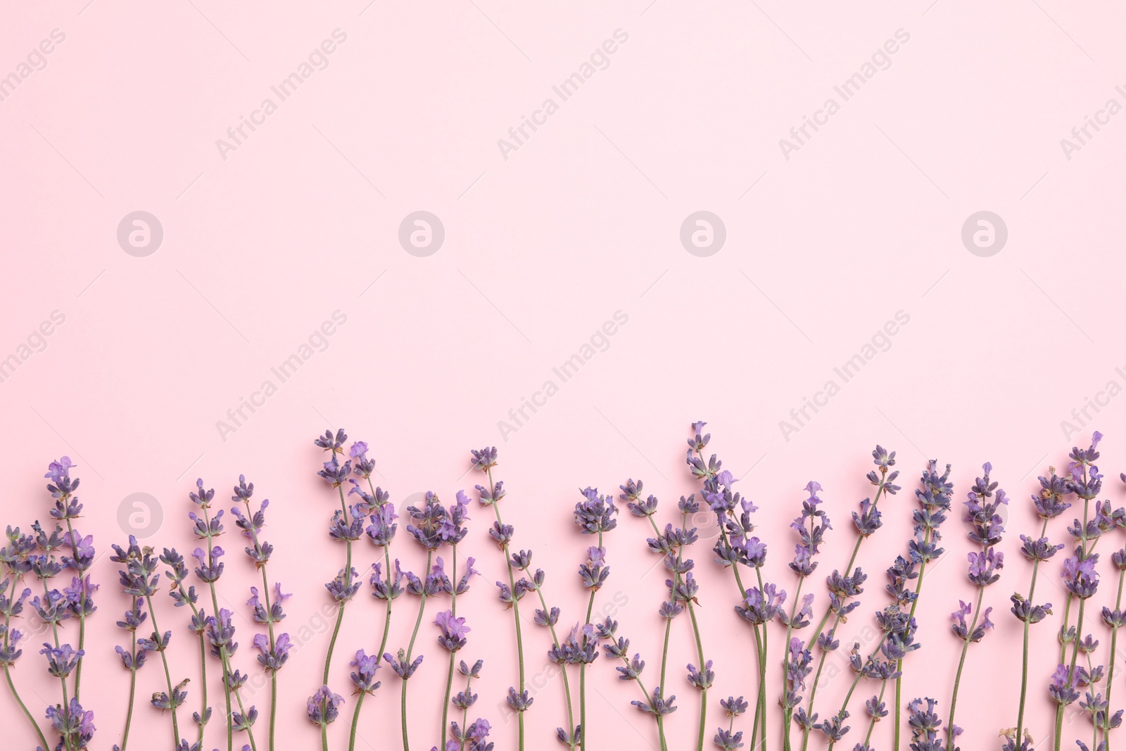 Photo of Beautiful lavender flowers on pink background, flat lay. Space for text