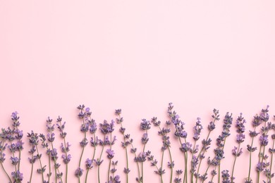 Beautiful lavender flowers on pink background, flat lay. Space for text