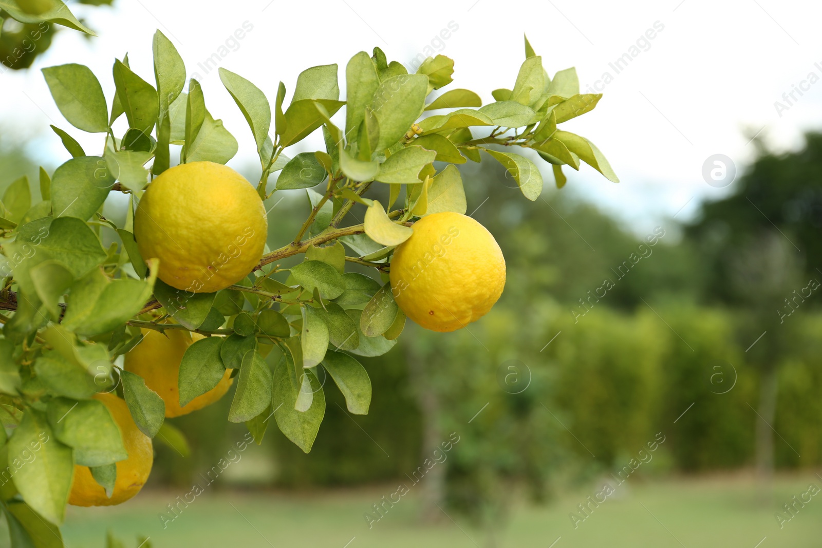 Photo of Fresh ripe trifoliate oranges growing on tree outdoors