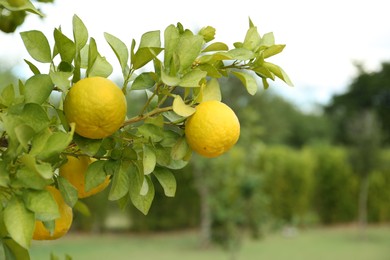 Fresh ripe trifoliate oranges growing on tree outdoors