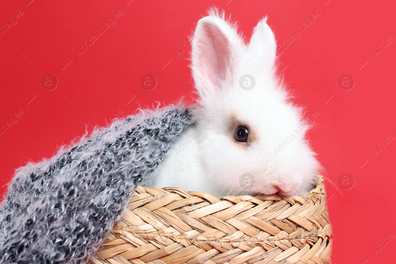 Photo of Fluffy white rabbit wrapped in soft blanket on red background. Cute pet