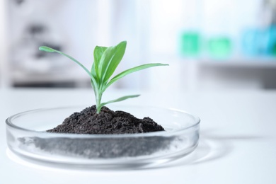 Green plant in Petri dish on table in laboratory. Biological chemistry