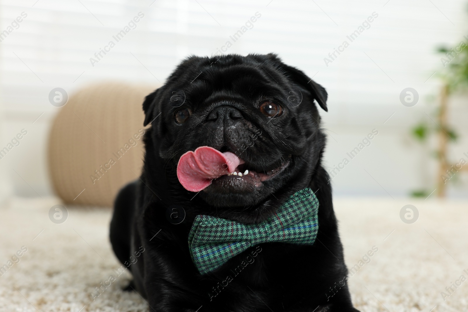 Photo of Cute Pug dog with grey checkered bow tie on neck in room