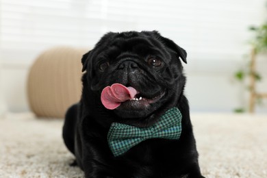 Cute Pug dog with grey checkered bow tie on neck in room