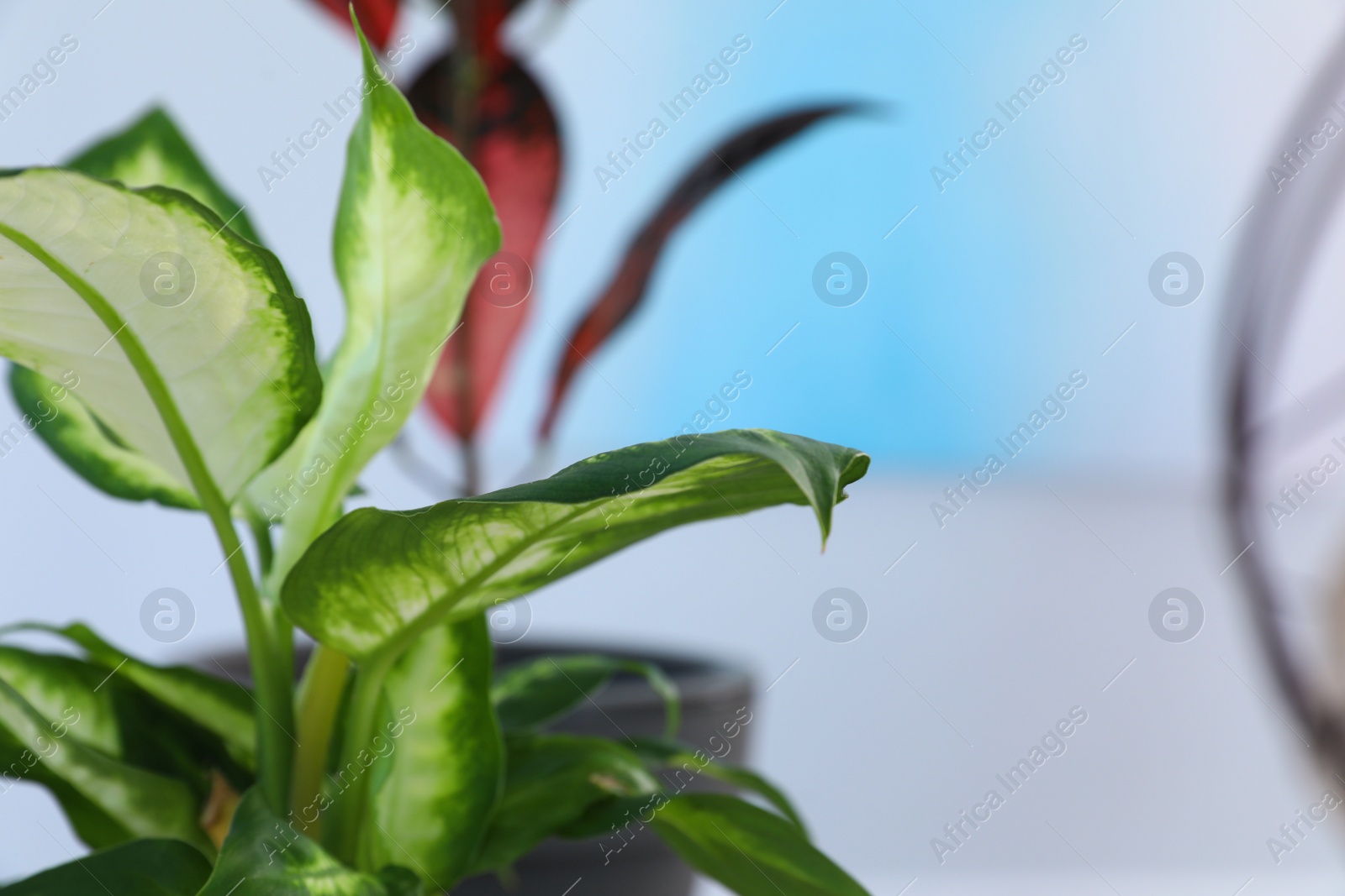 Photo of Beautiful Dieffenbachia on blurred background. Trendy plants for home