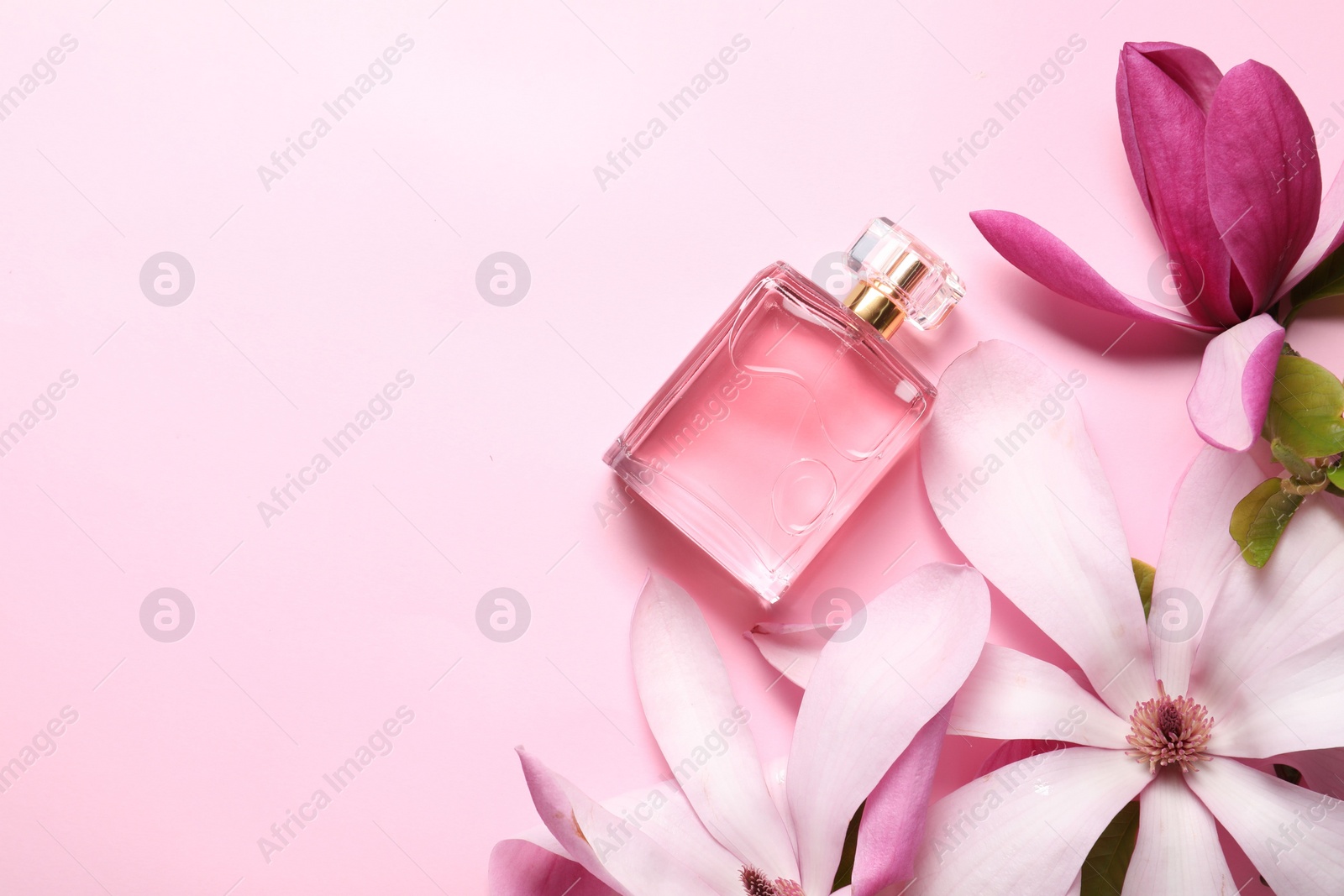 Photo of Beautiful magnolia flowers and bottle of perfume on pink background, flat lay. Space for text