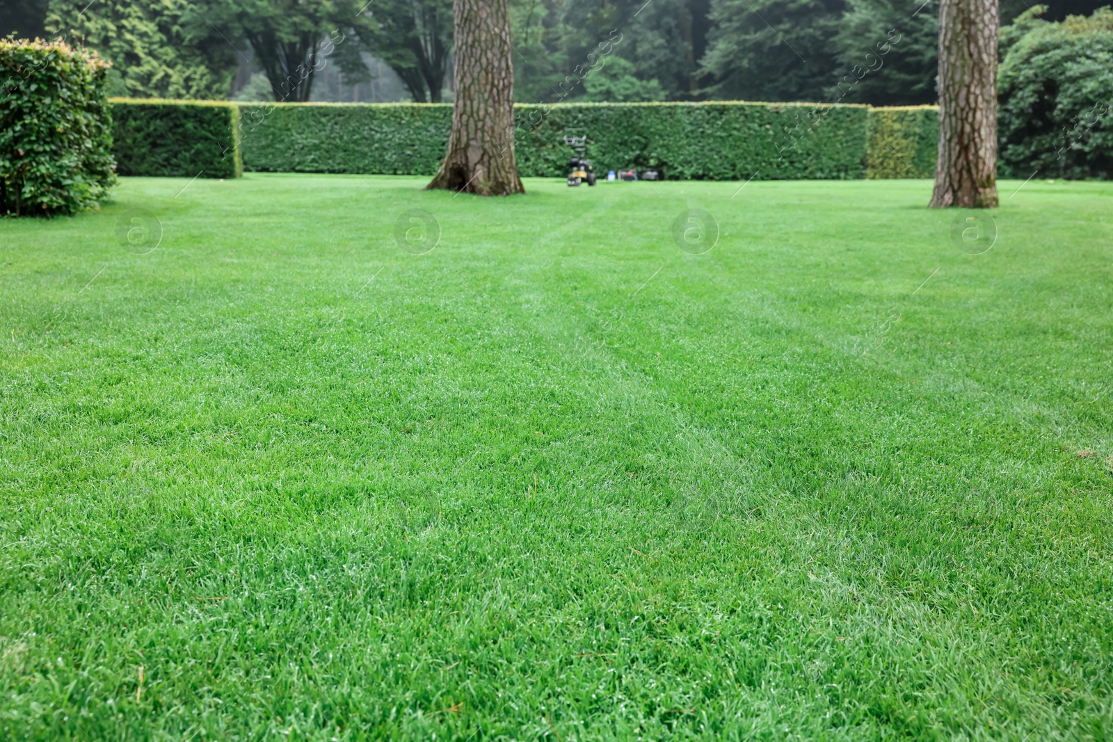 Photo of Beautiful freshly cut green lawn in park